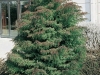 Cryptomeria japonica elegans